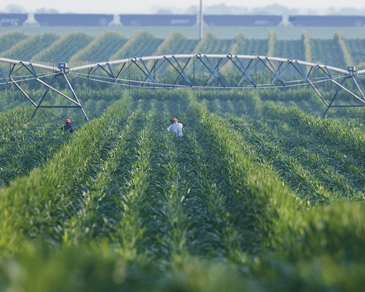 Sistemas de bombeo para la agricultura